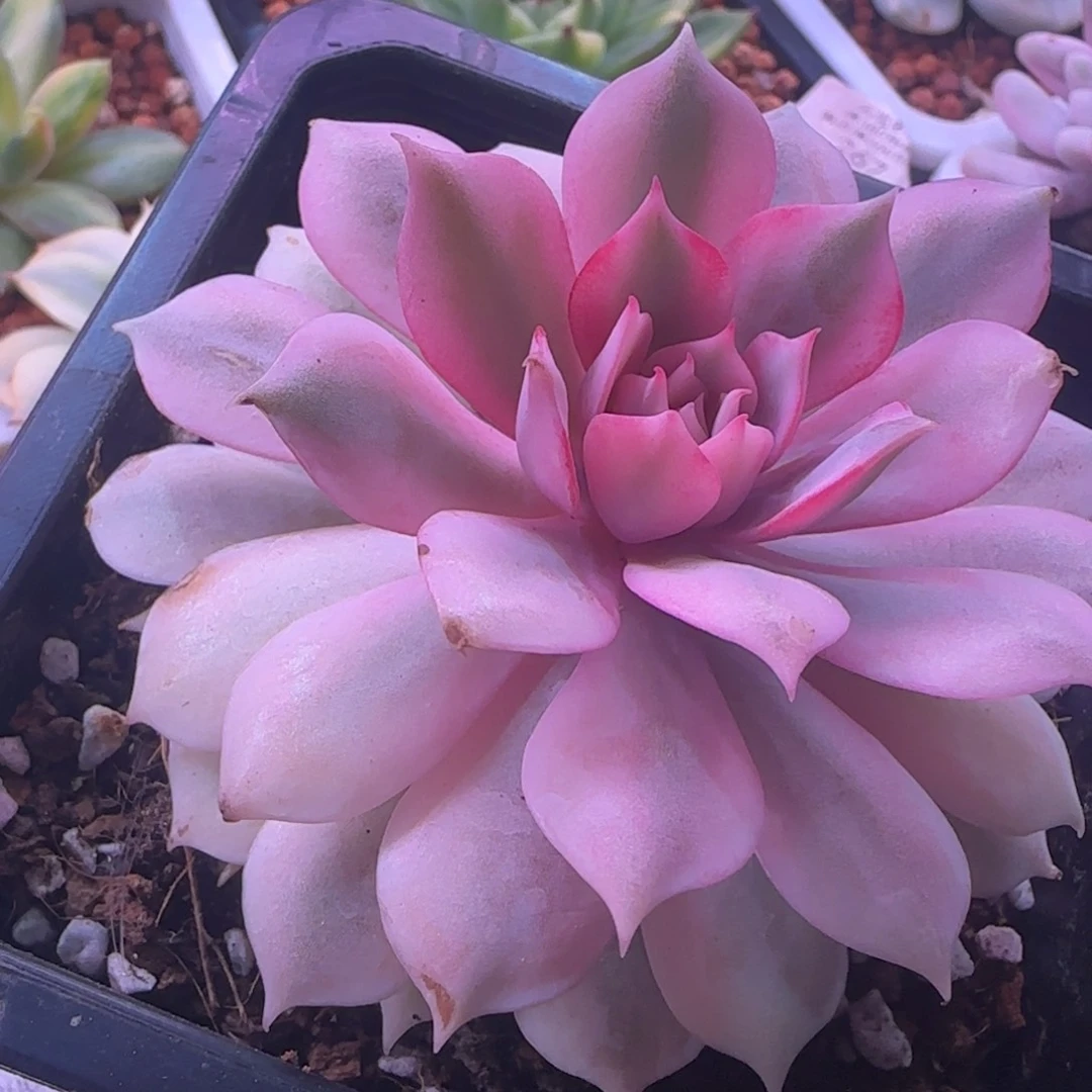 葱***顶葱花 多肉植物锦