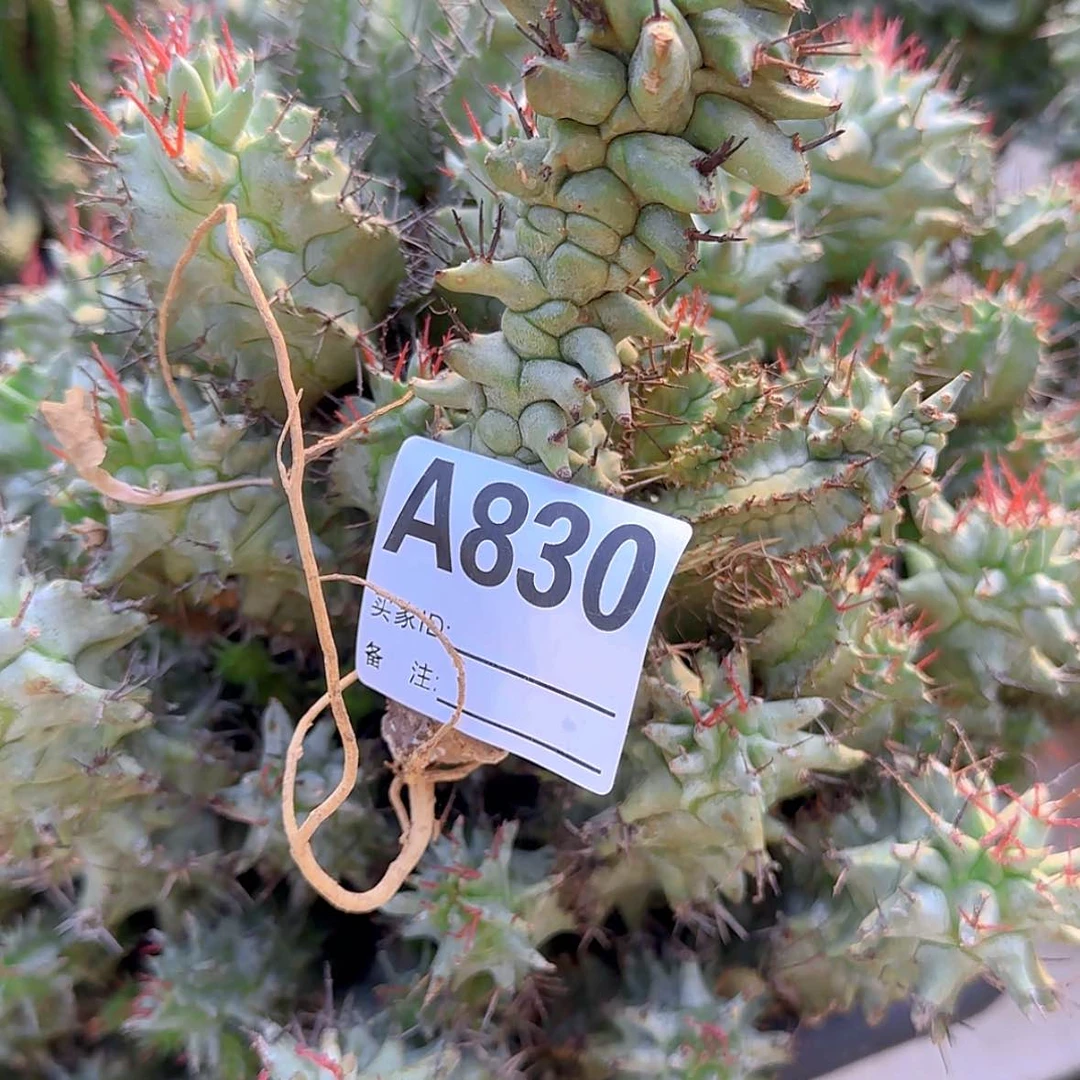 【闪购商品】楚*.块根植物