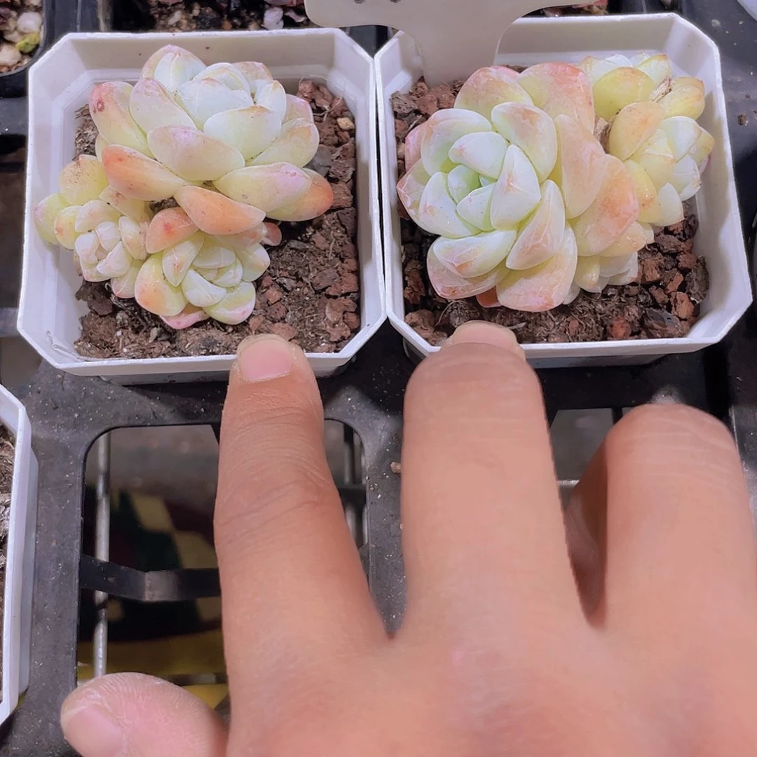 小*冰玉w016一物一拍