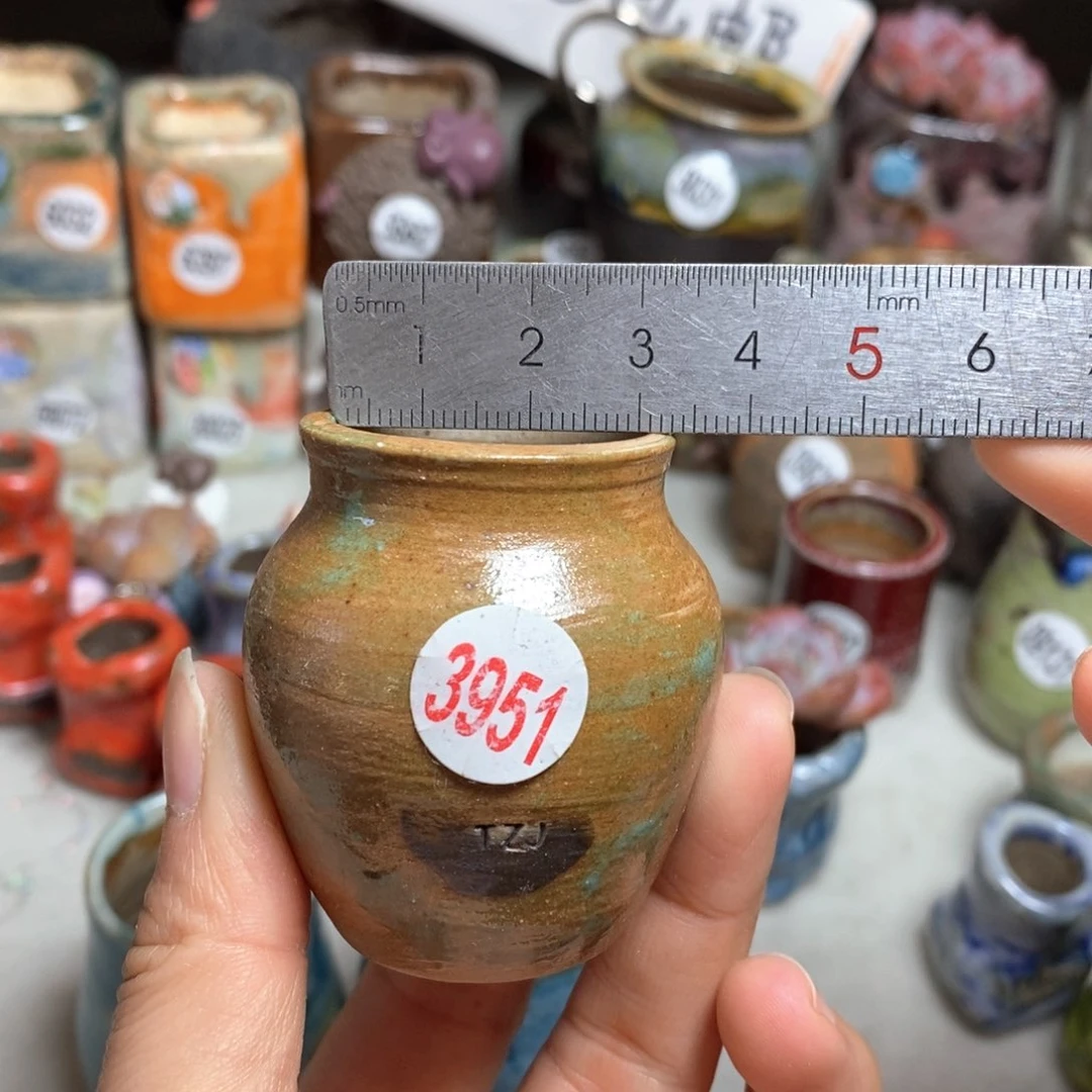 花盆拍5送一个小礼物