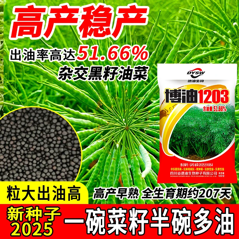 【博油1203】一代杂交高产含油量高油菜种子 100g/袋