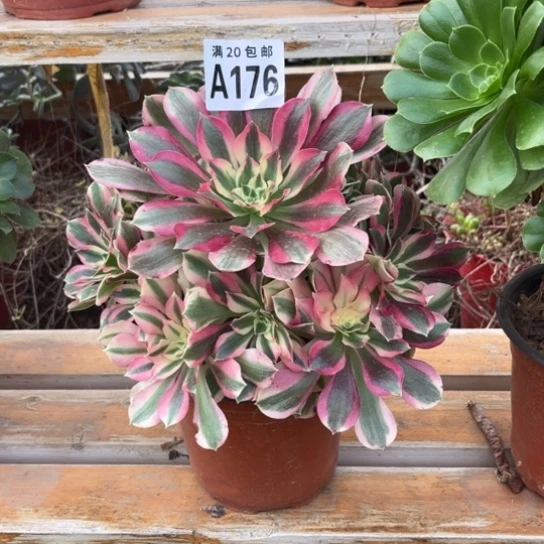 176布加迪不包断枝