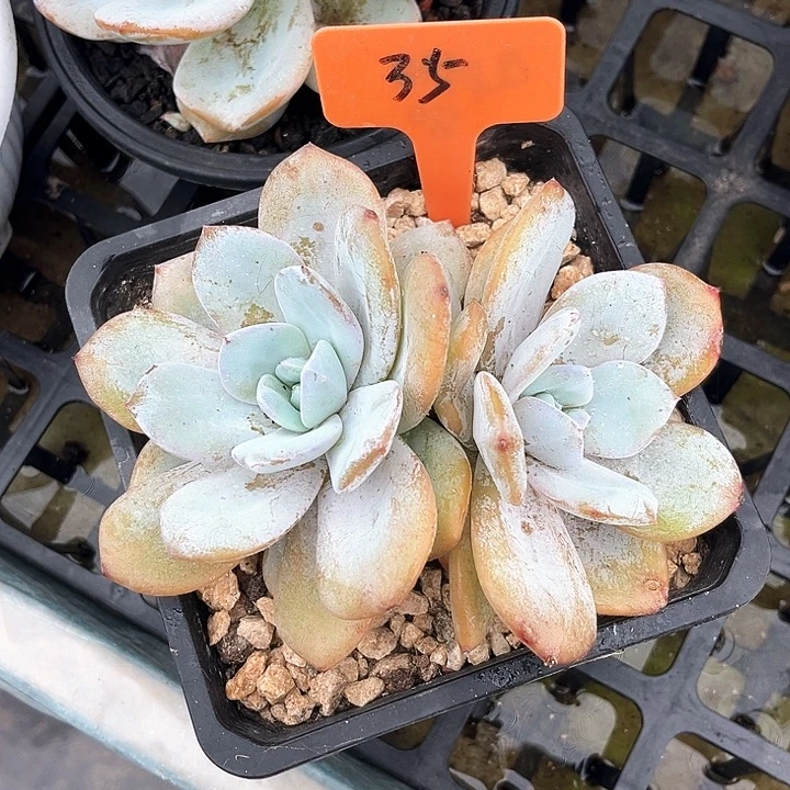 35号码牌子的话题奶