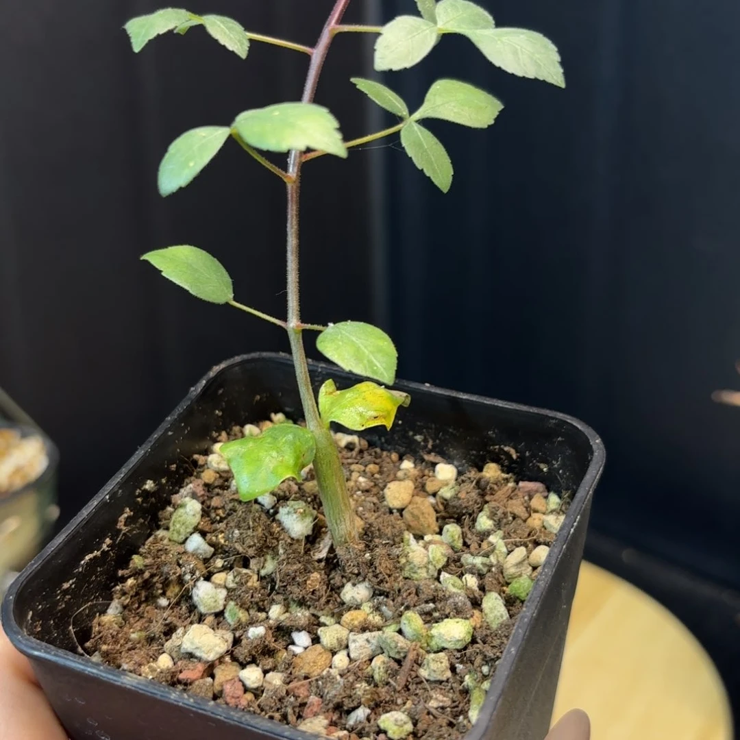 木 索马里绒叶哈哈哈哈哈