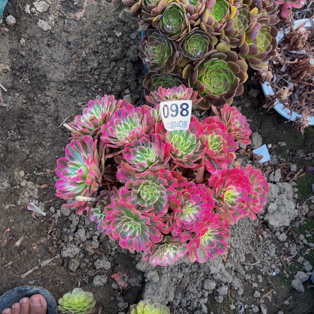 红铜壶白法师5-6，