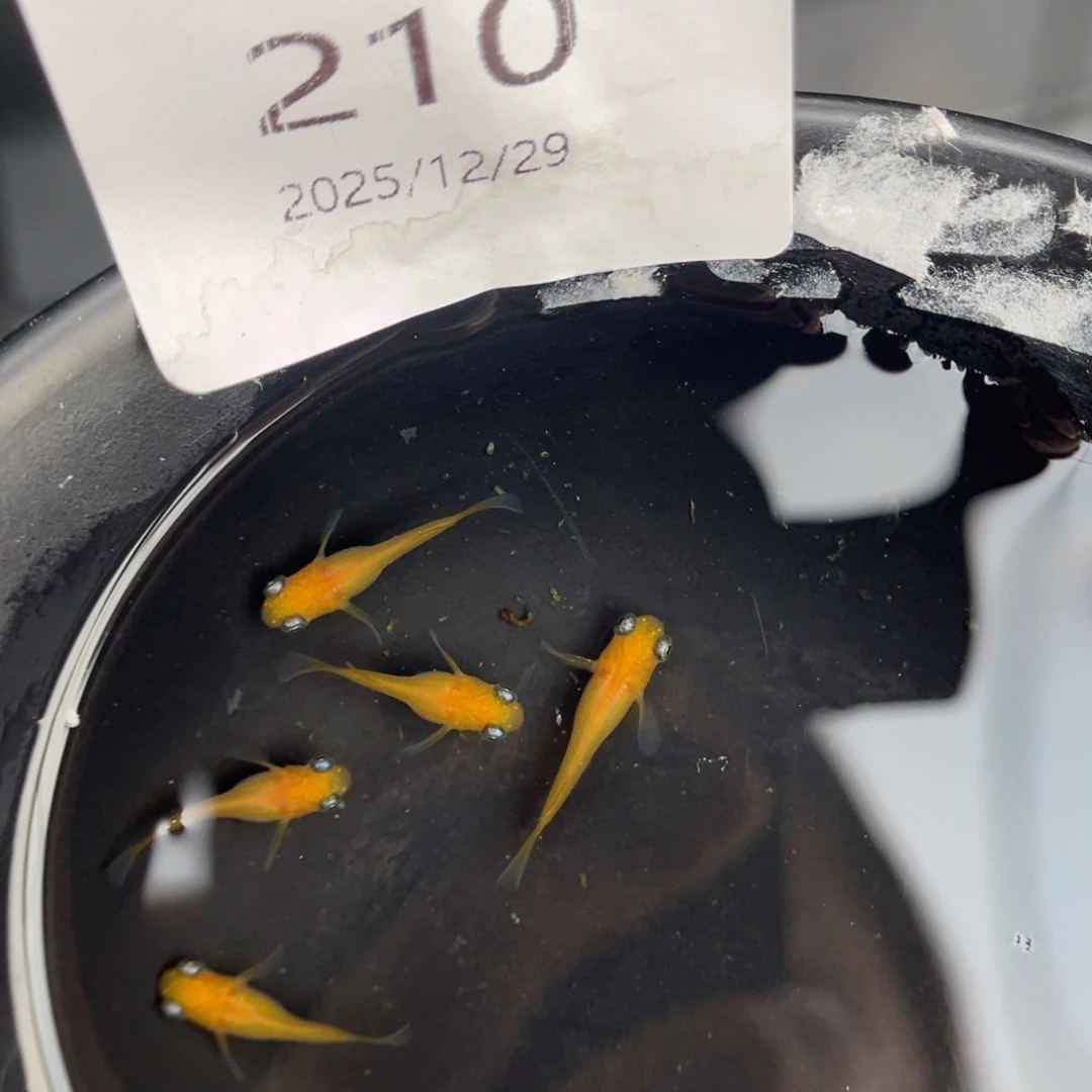青鳉鱼210黄出目五尾