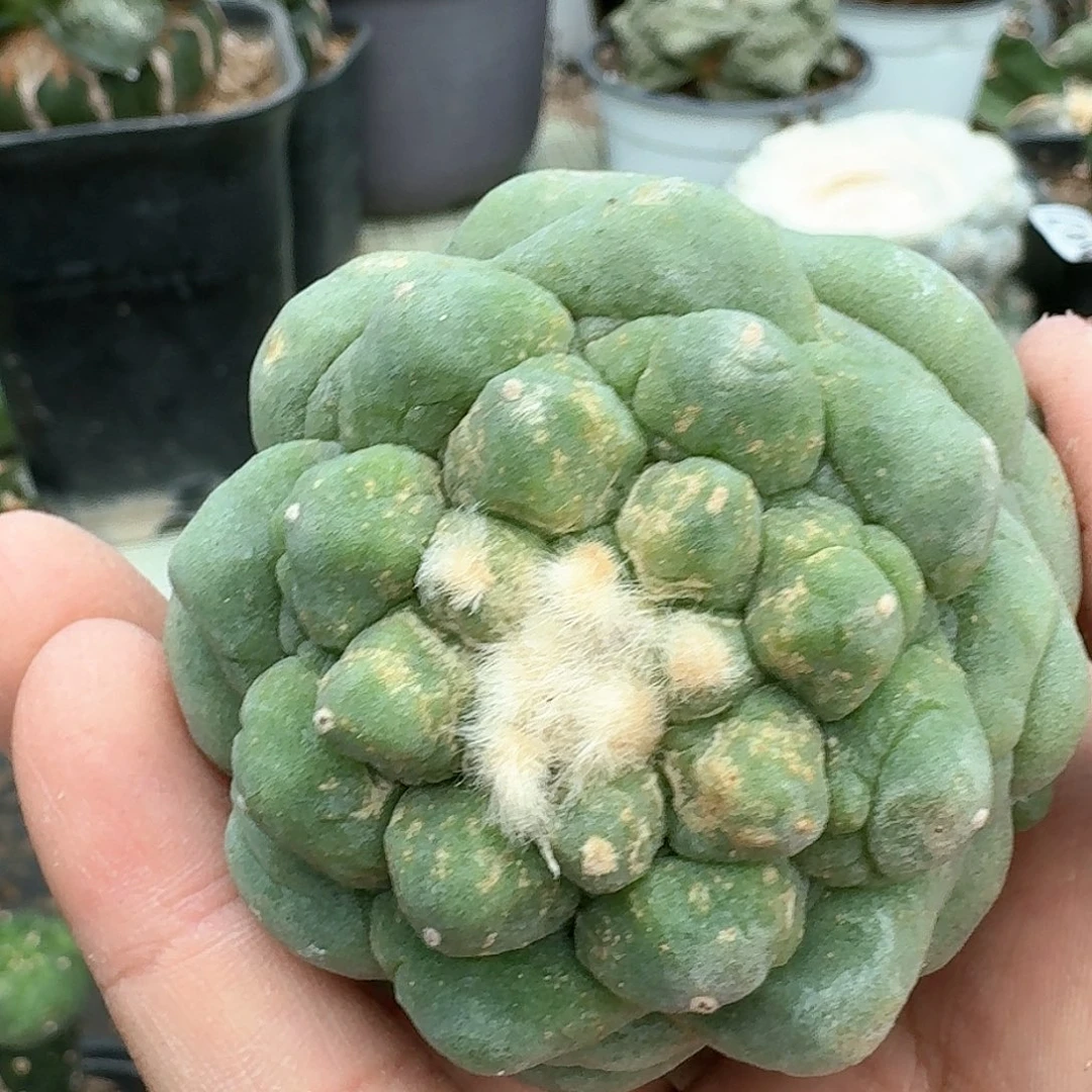 【闪购商品】无花朵大尤皱尤鲜382