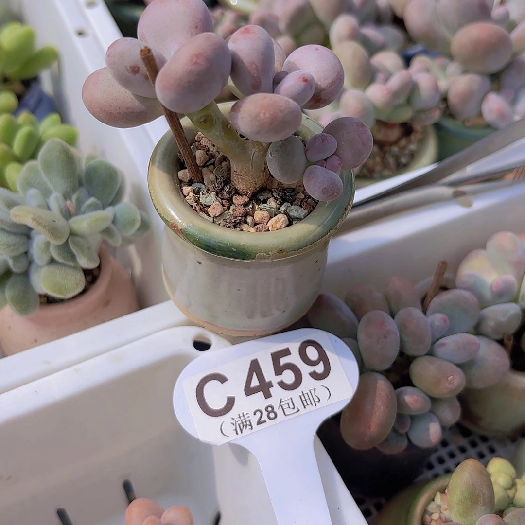 C459彩虹奶一物一拍
