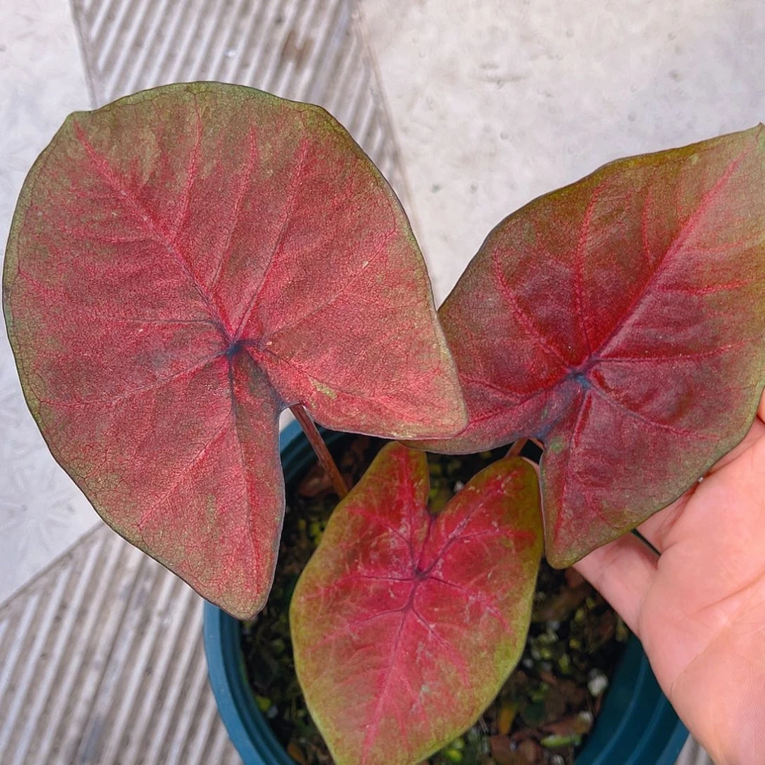 完全开放泰彩一物一拍9378