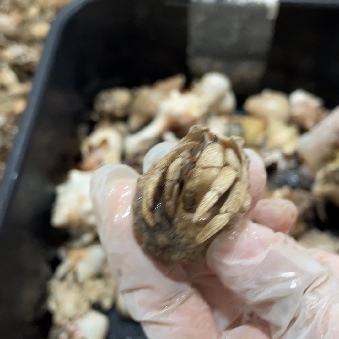 陌派帝国寄居蟹515