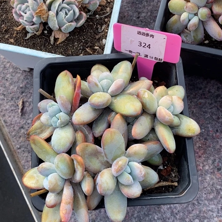 324雪美人肉肉肉肉