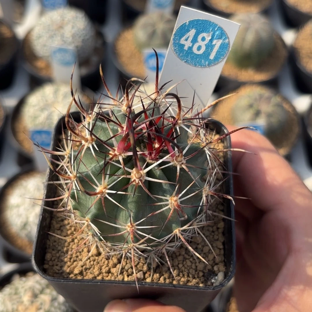 481实生林氏幻虾带盆带土发货