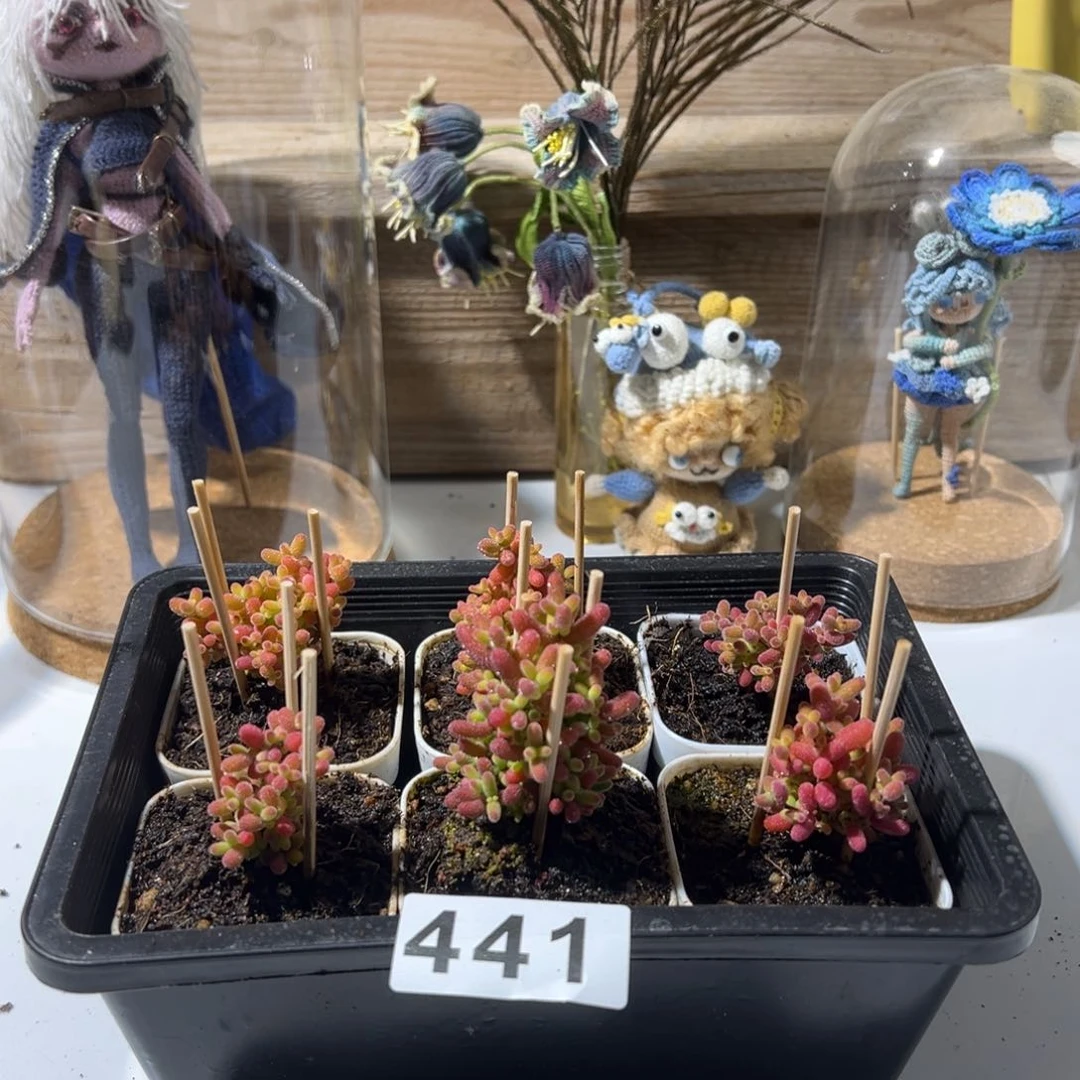 枝干番杏多肉植物441