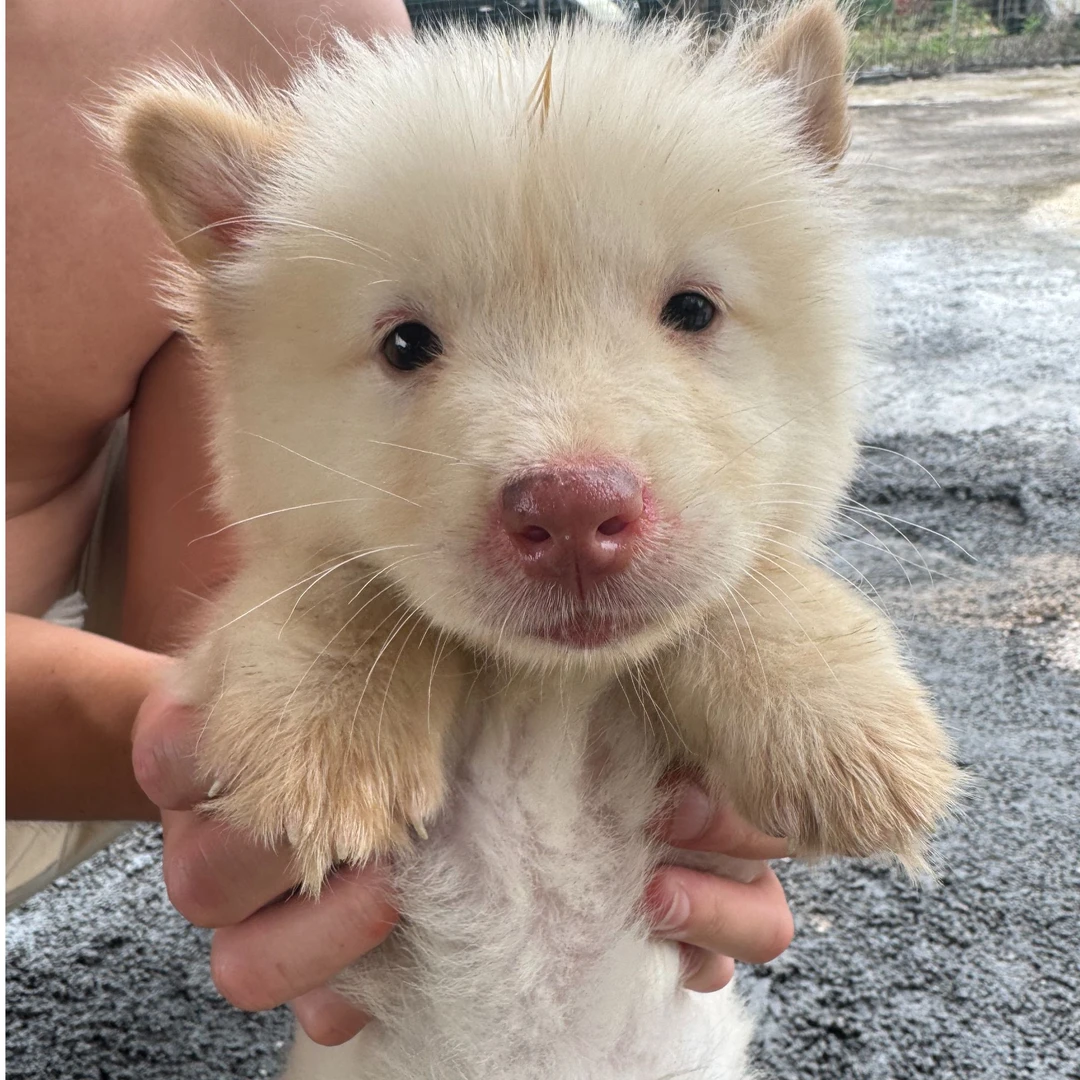 『广西阿航田园犬俱乐部』狗狗活体链接NEW