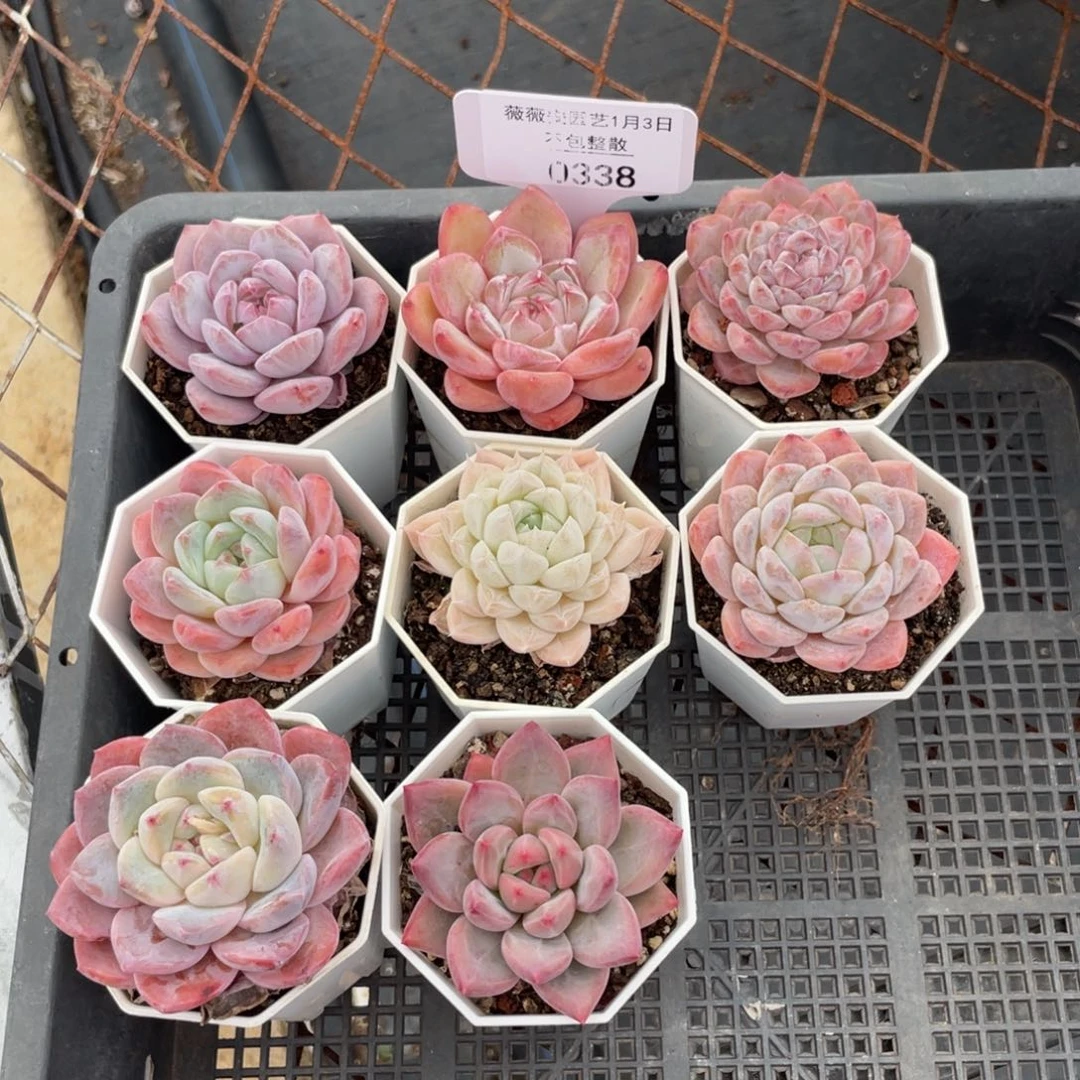 不包整散 盆子不售后0338