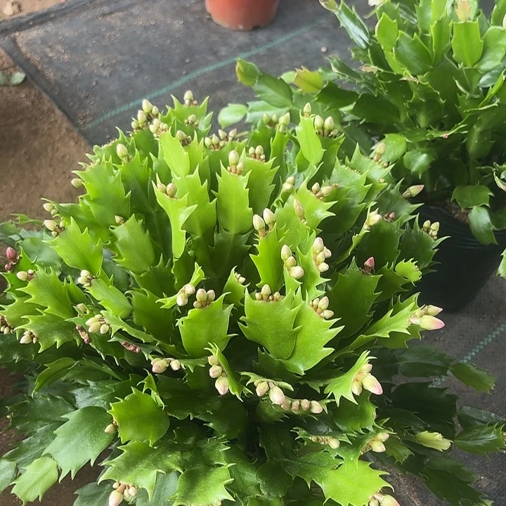 当前无花栽培后可以开花