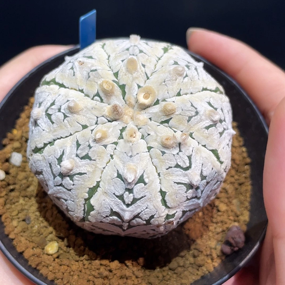 74号实生超级白v兜