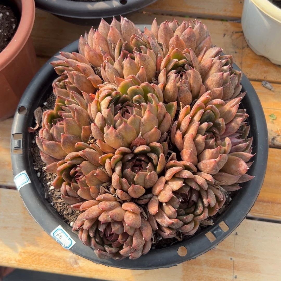 多肉黑水晶【满18包邮】