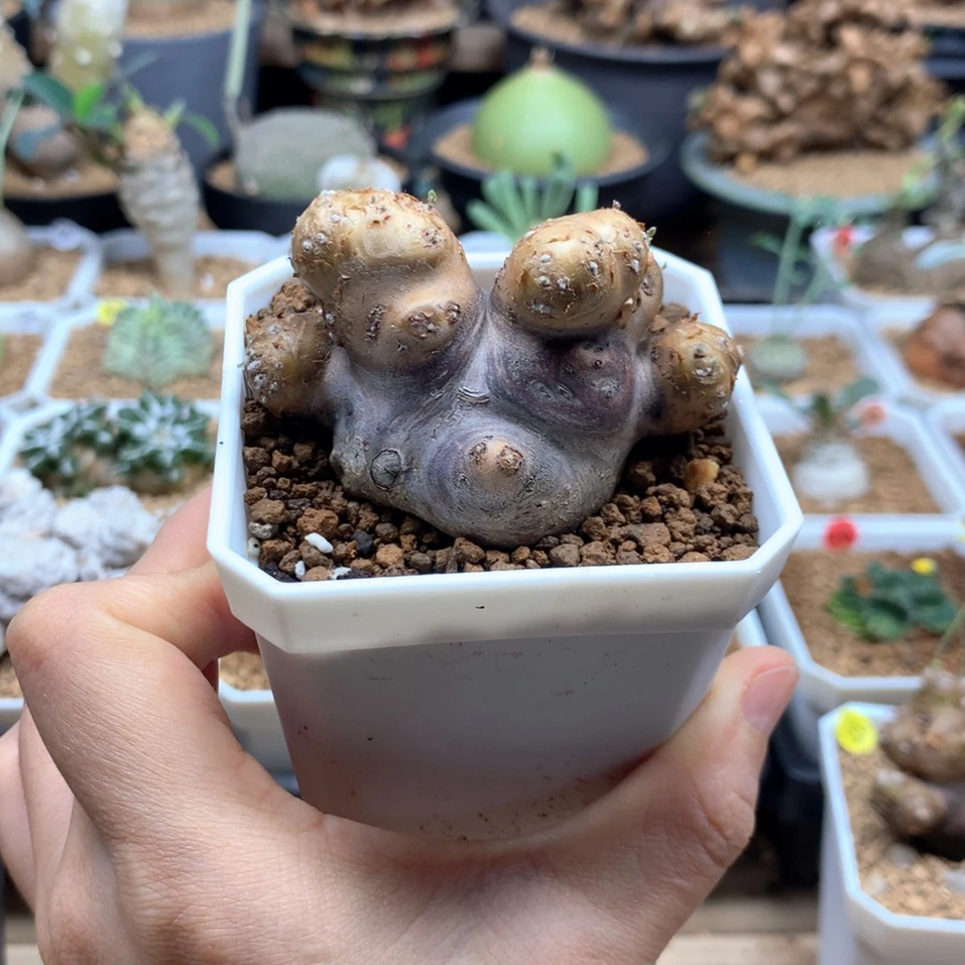 产地格加厚敦菊母本带盆