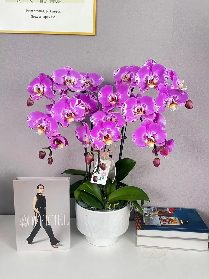 简香《藏宝图》蝴蝶兰艺术组盆鲜花摆设高端花卉