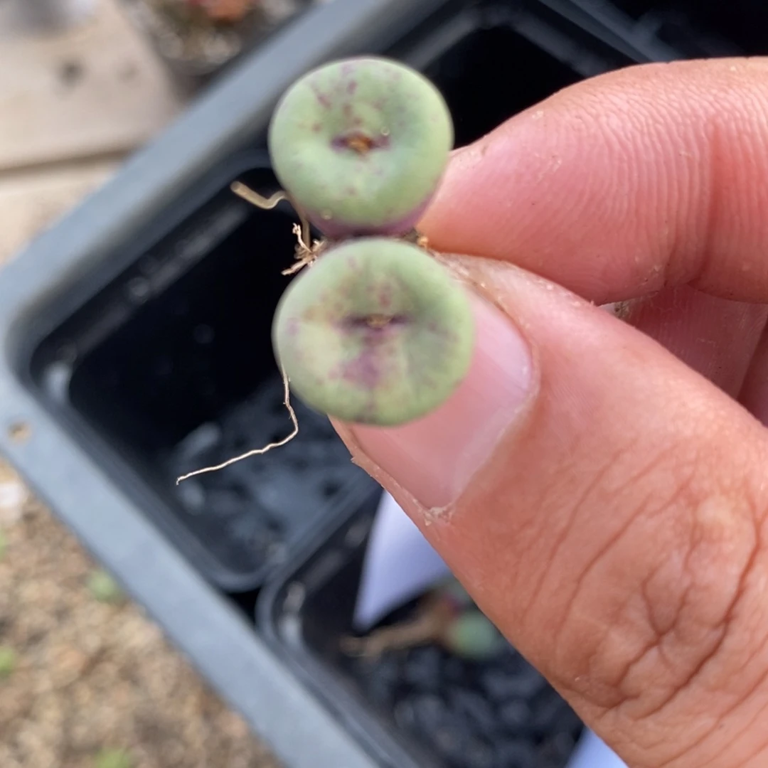 1482一颗一颗一颗