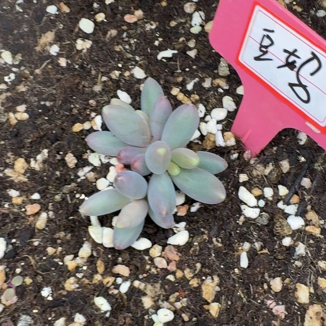 毛***官烟花多肉一颗发货