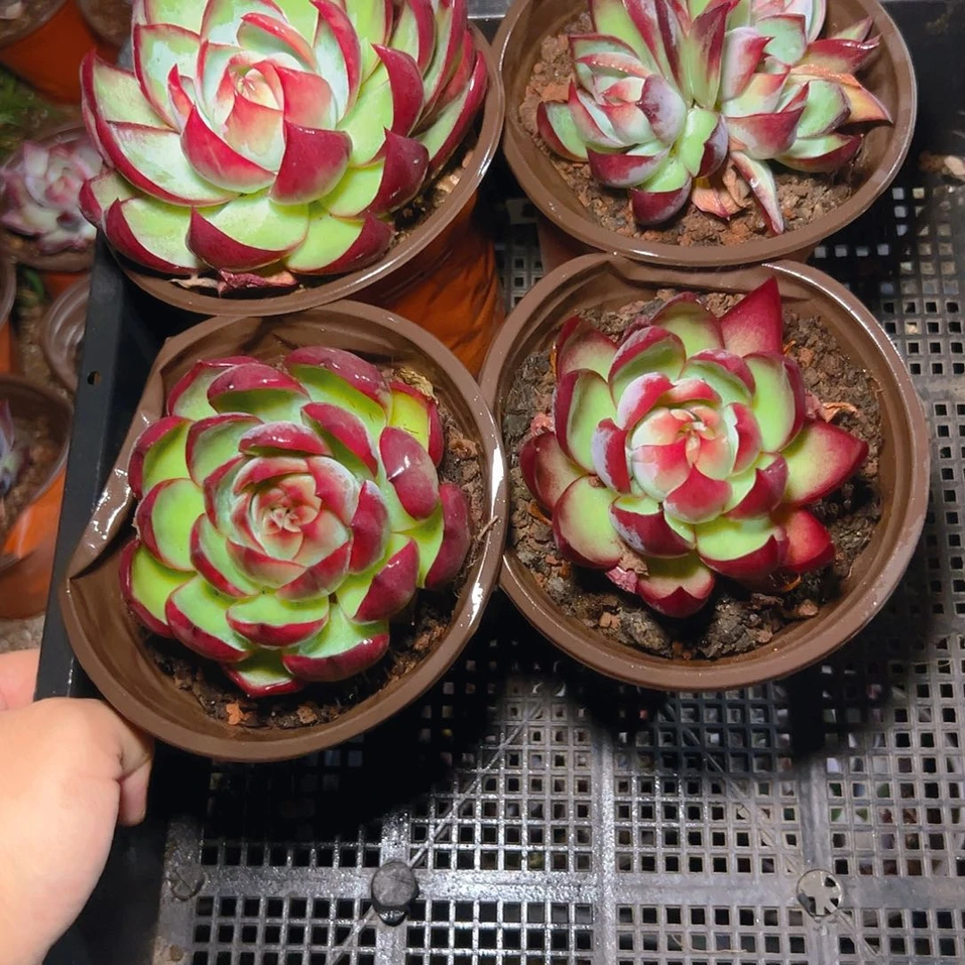 小惊鸿仙子四颗2643号群生不包整