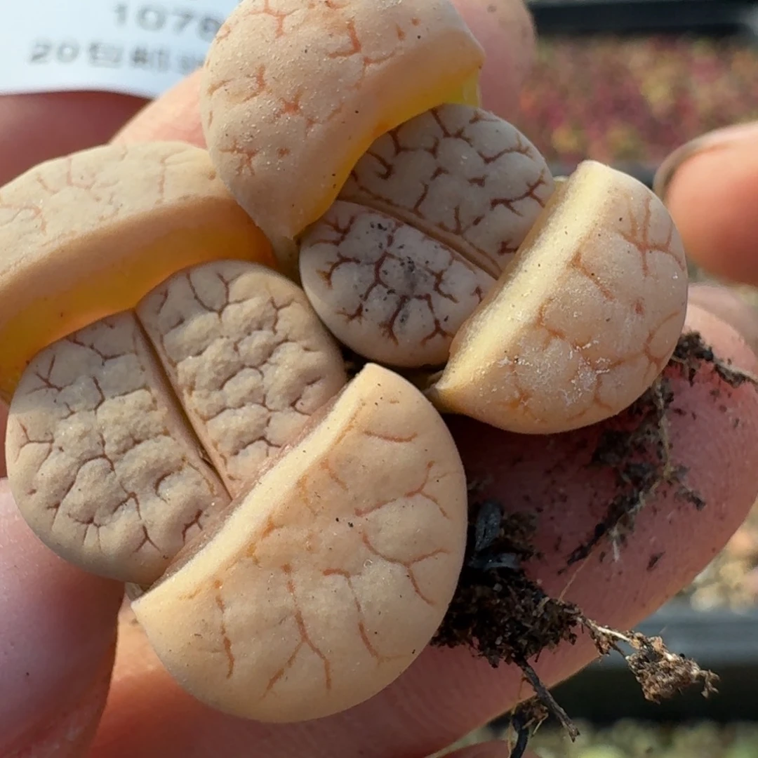 1078两颗荒玉00000000