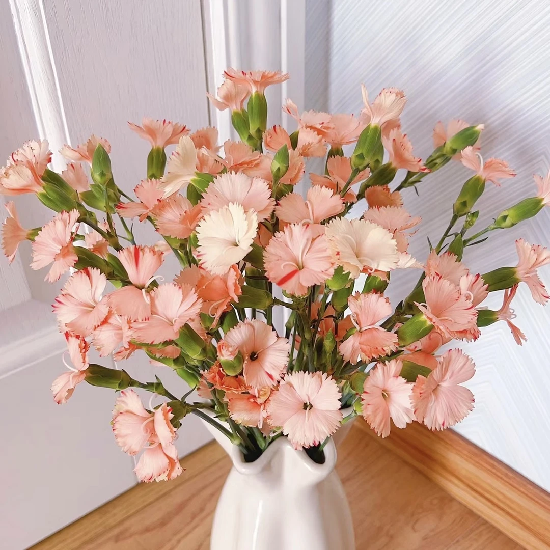 20枝秋香多头康乃馨（生花苞需养开）【两单顺丰冷链或京东空运】