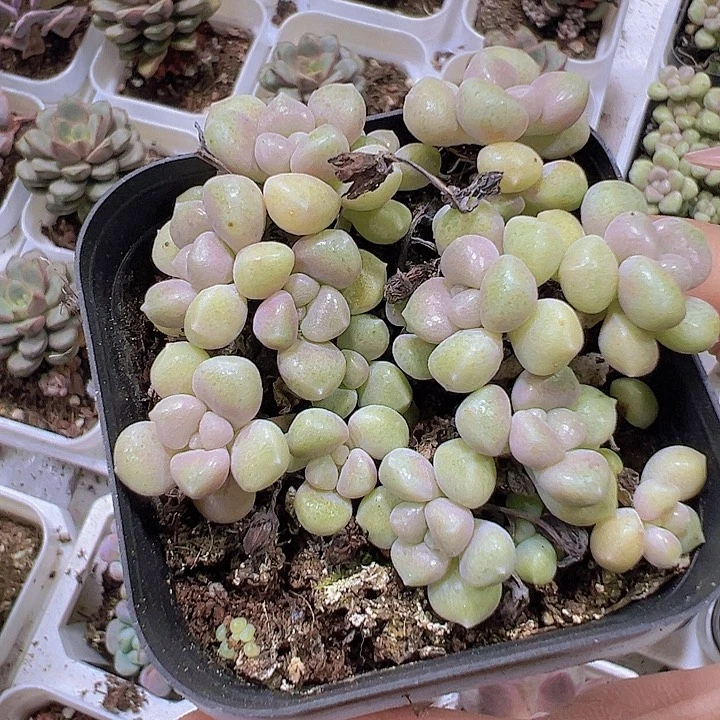 秋丽19包邮多肉植物