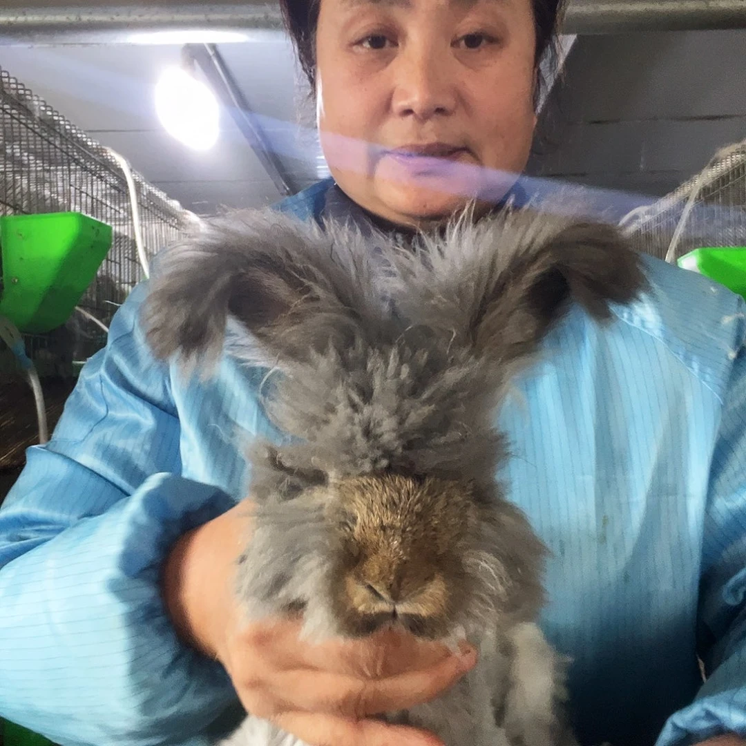 英系安哥拉宠物兔子