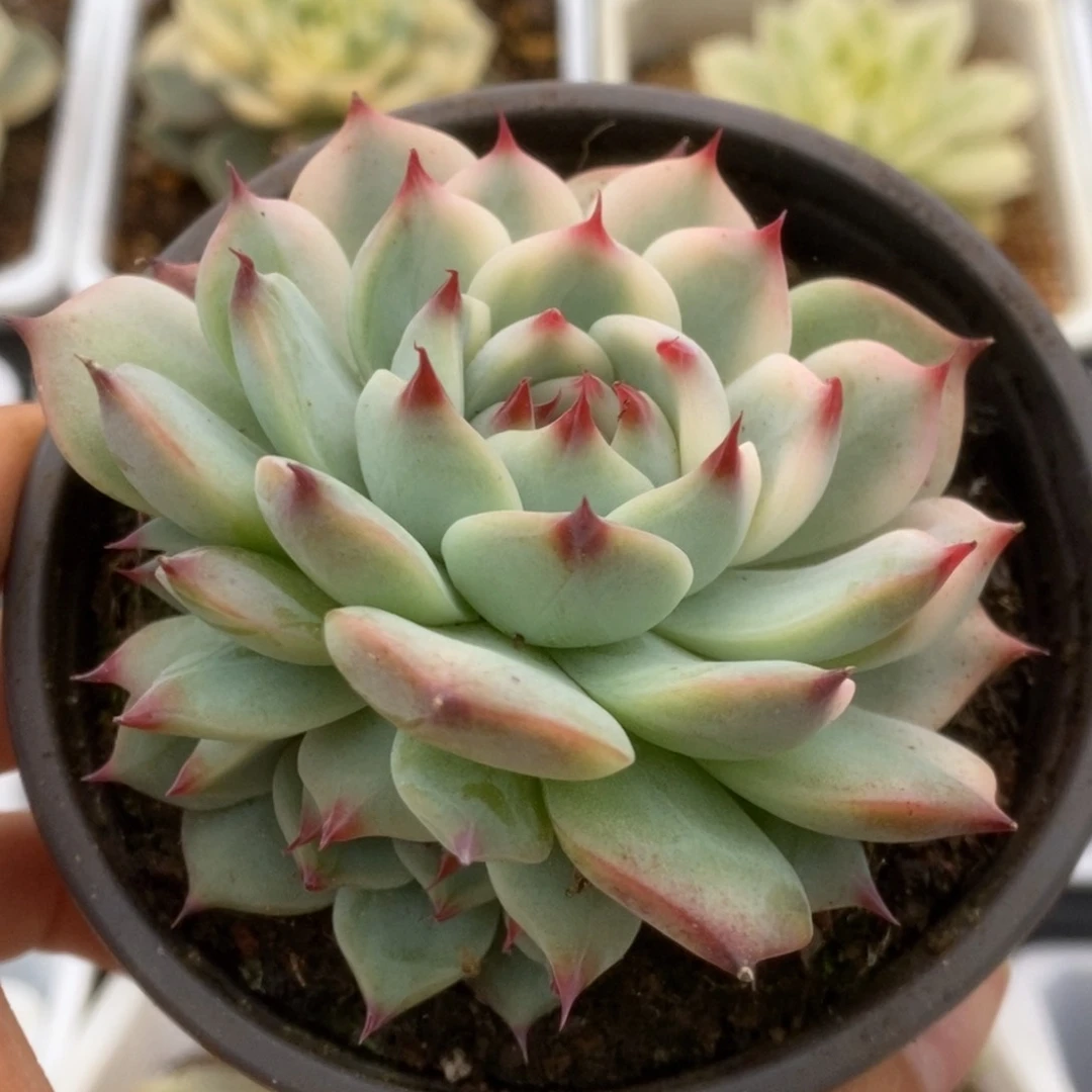 535锦锦锦锦锦锦锦锦锦锦