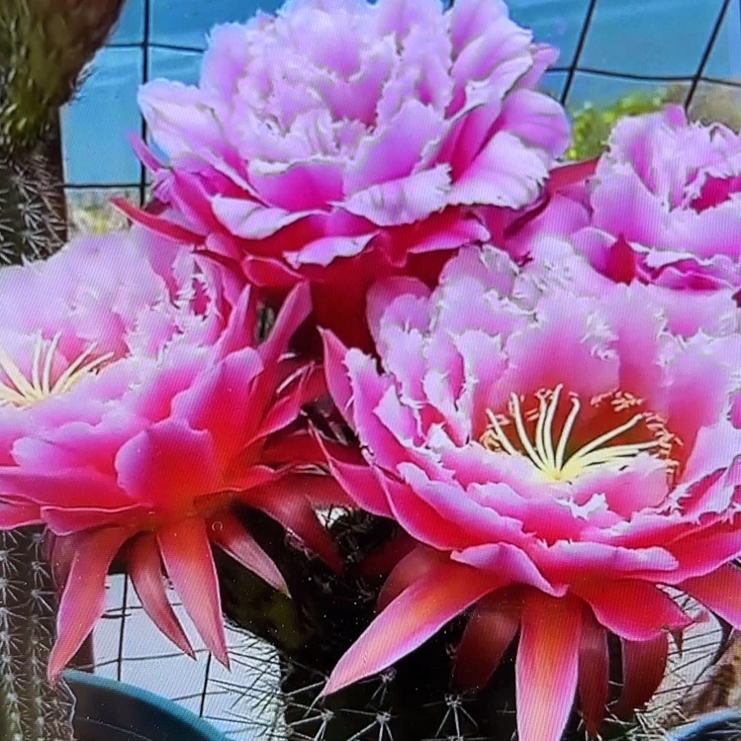 七仙女毛侧牙20包邮29