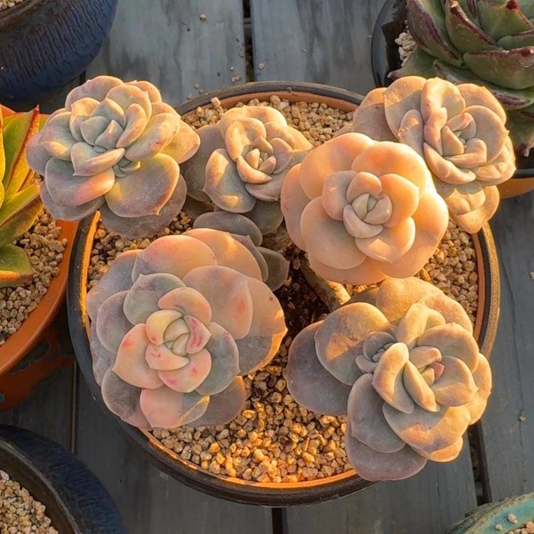 从前慢多肉精选编号1219.可爱玫瑰锦