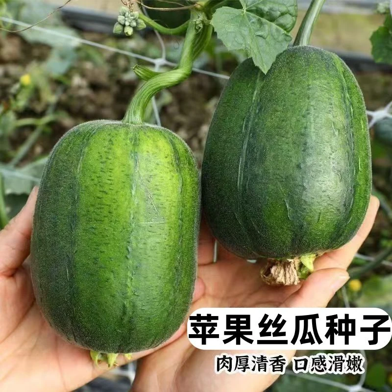 苹果丝瓜种子四季种籽子蔬菜菜籽可生吃菜瓜种籽阳台盆栽籽种播种