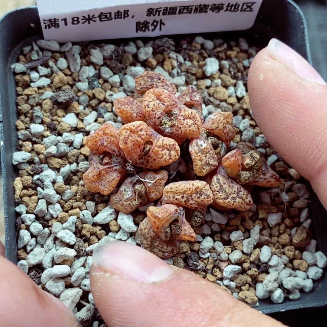 我的小姐姐们都是我的515