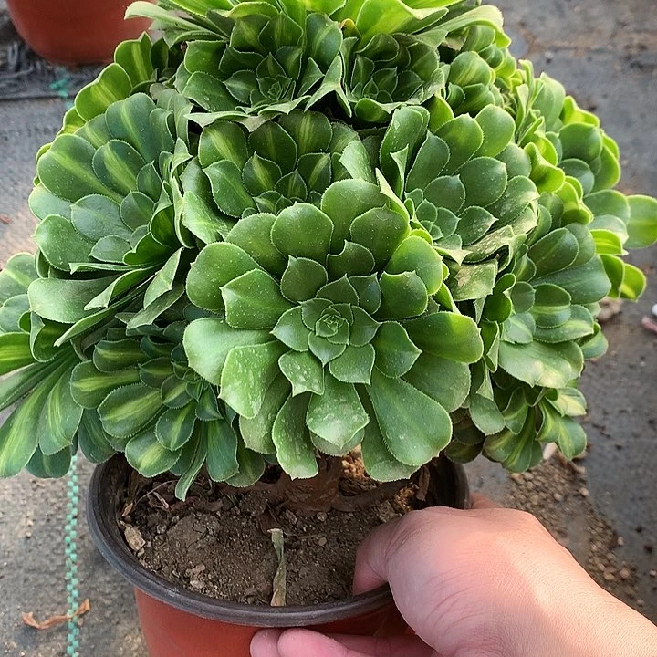 766翡翠琉璃多肉植物