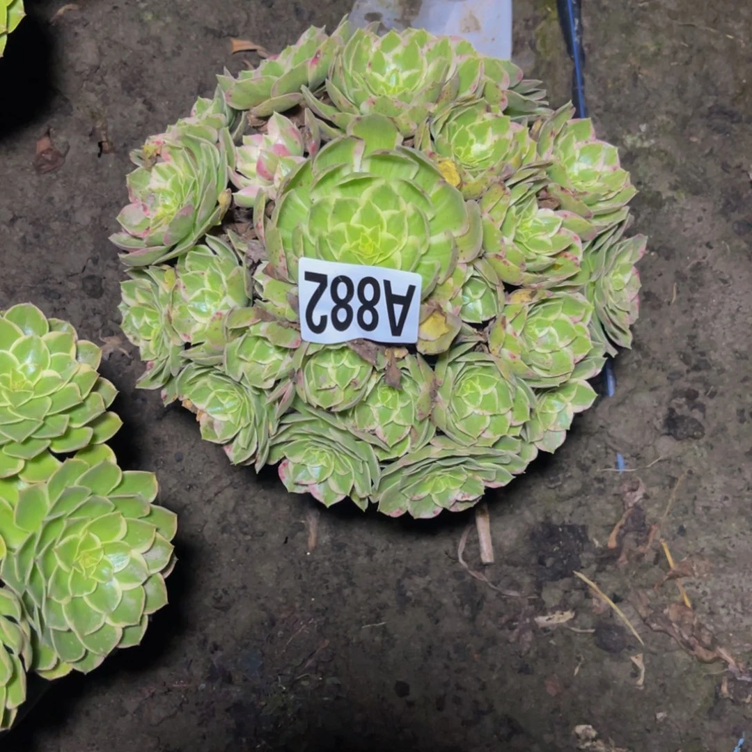 水蜜桃法师26////13包邮