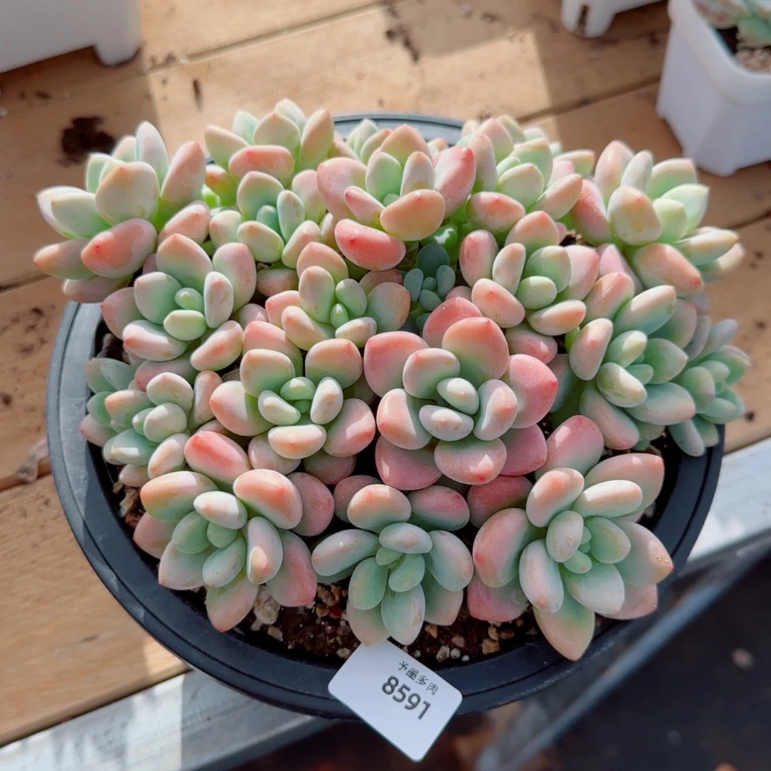 洛神无砍，8591多肉植物