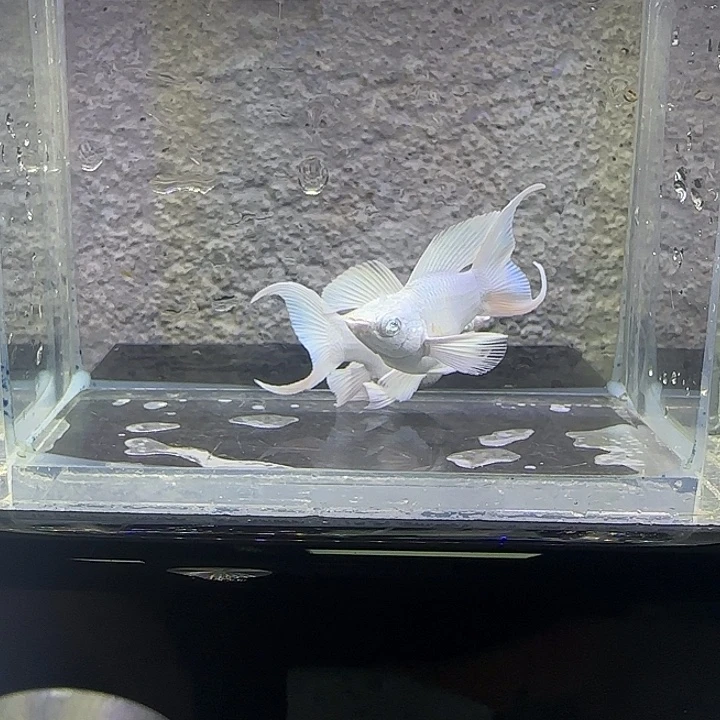 孔雀鱼瓷白玛丽。43号