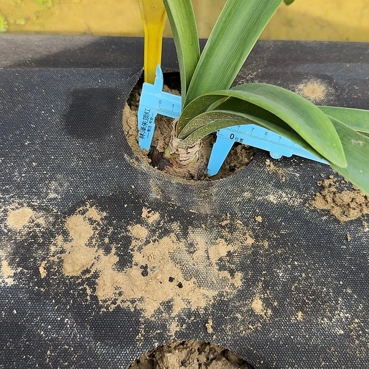 扑朔迷离朱顶红一棵4.5