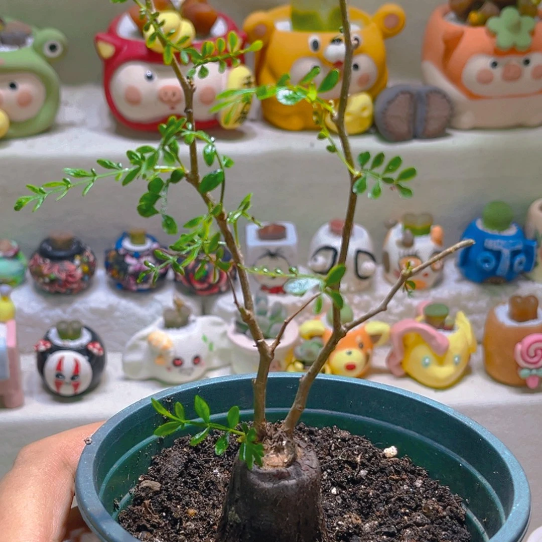 兜兜宝宝专属链接拍拍