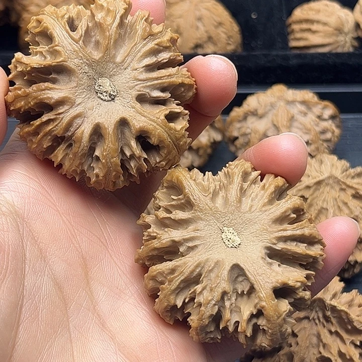 熊***一木质类秦岭突突突突突突