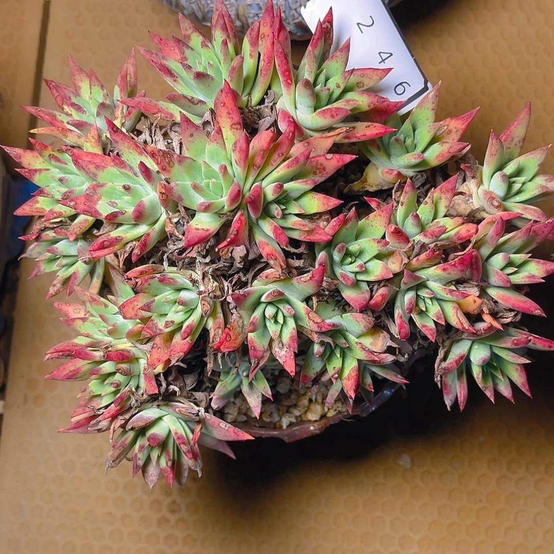 白菊苹果叶老朱多头4246