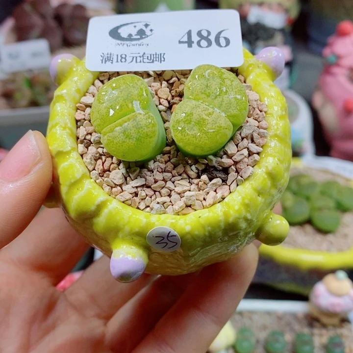 生石花花花花花花花花486