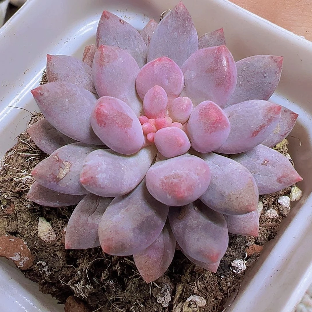 单头蓝舌香水19包邮