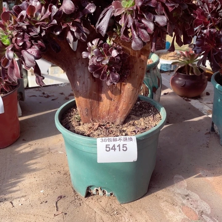 韵**雪5415，多肉法师欧紫缀朵朵微瑕