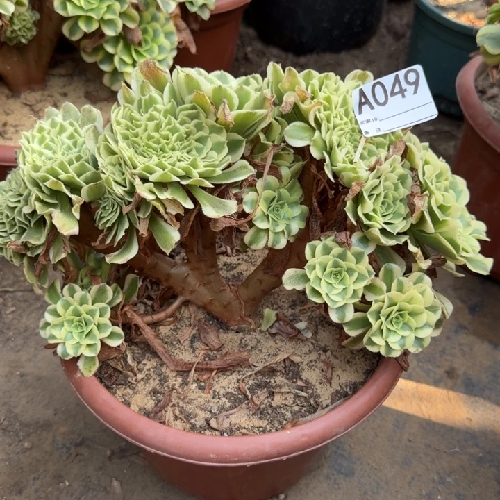 绿豆沙自然朵朵缀化049