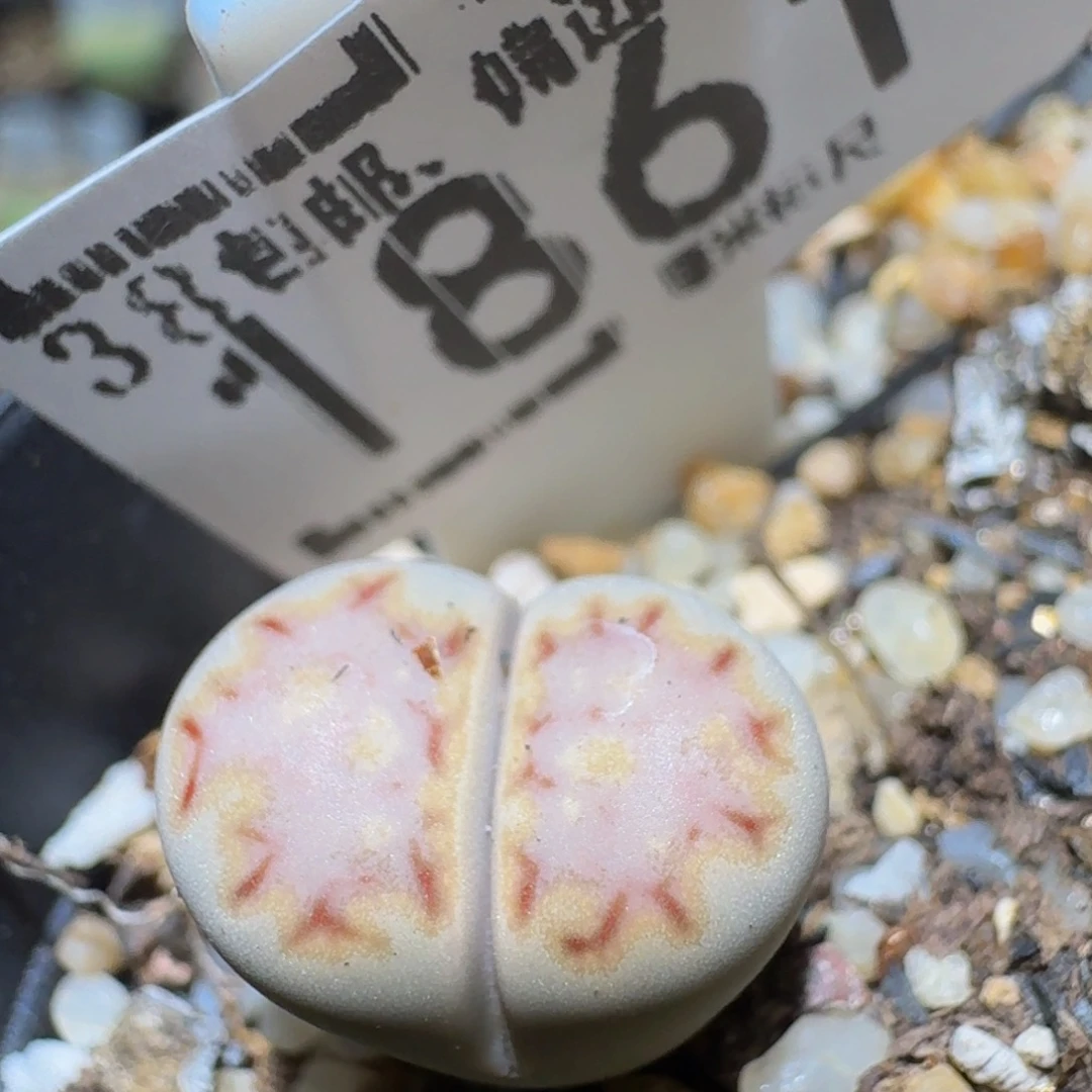 Ssss精品生石花1861
