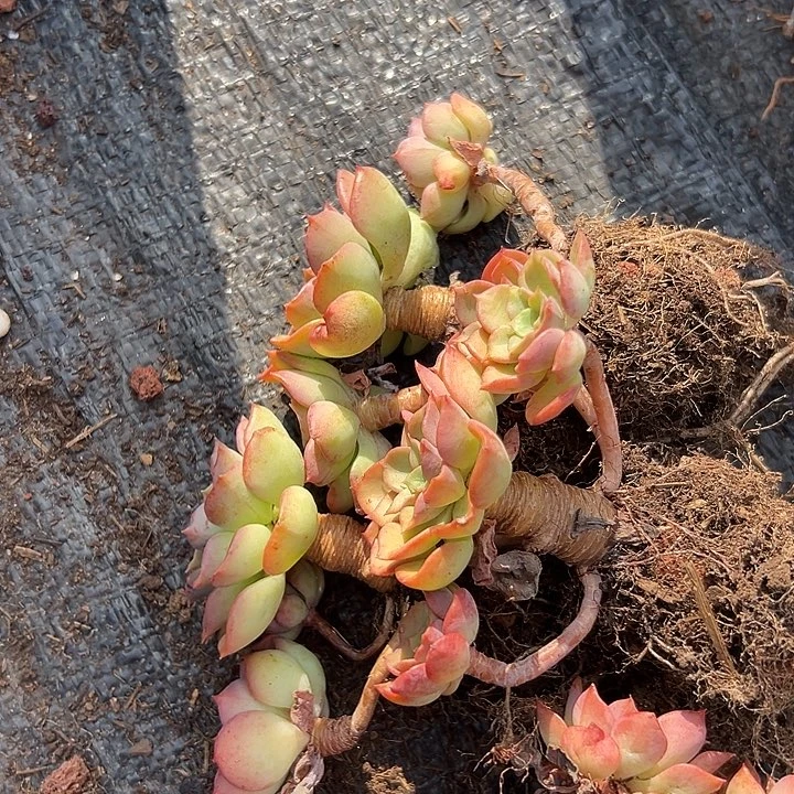 无花朵高贵3盆。